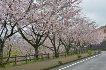 やまばと公園に続く道は桜並木