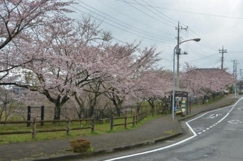 やまばと公園の向かい側も桜並木です
