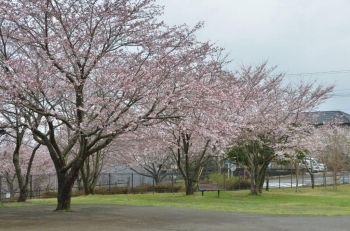 やまばと公園内の桜