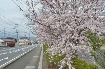 道路沿いの桜はいいですね♪