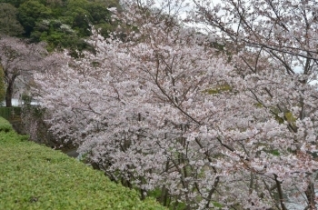 龍泉寺からの桜