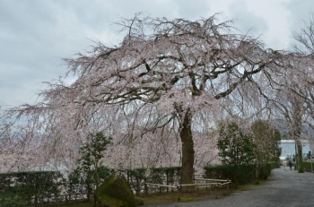 龍泉寺さんのしだれ桜は見事！