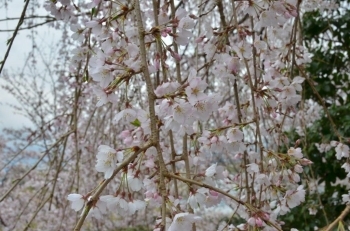 かわいい桜♪