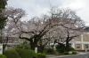 16年 桜特集 街で見かけた桜 ソメイヨシノなど 桜特集 三島市 田方郡函南町 駿東郡長泉町 清水町のお花見スポット 桜開花情報 まいぷれ 三島