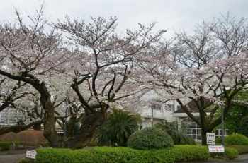 校舎入口に桜はいいですね