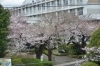 16年 桜特集 街で見かけた桜 ソメイヨシノなど 桜特集 三島市 田方郡函南町 駿東郡長泉町 清水町のお花見スポット 桜開花情報 まいぷれ 三島