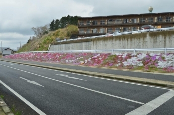 萩ＩＣ入口付近の芝桜