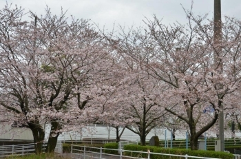 南部公園側の桜は満開