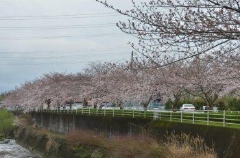 すごく長い桜並木です