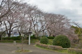 満開も近いです