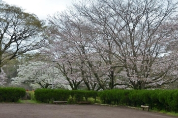 この先に滝があります