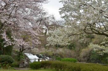 滝の近くには白い桜の木が満開