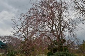 公園上部のしだれ桜（奥）もこれから楽しめます