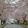 2016年　桜特集　国立遺伝学研究所　【三島市】