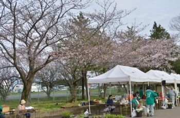 本部の後ろの桜だけ満開に近い状態