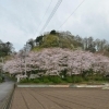 2016年　桜特集　本城山公園　【駿東郡清水町】