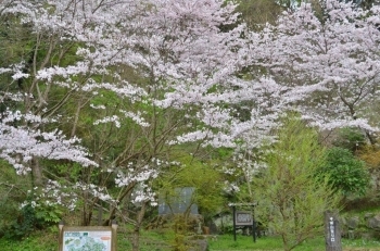 登山口の桜