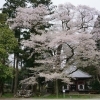 2016年　桜特集　玉澤妙法華寺　【三島市】