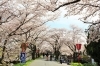 岐阜の桜の名所 お花見情報 夜桜もあるよ 岐阜市 笠松町 瑞穂市 本巣市 関ケ原市 大垣市 揖斐郡 南濃町 各務原市 関市 岐阜を遊ぶ 岐阜 市民のお出かけ デートスポットから観光名所まで岐阜県の遊び場を特集 まいぷれ 岐阜