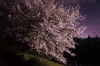 岐阜の桜の名所 お花見情報 夜桜もあるよ 岐阜市 笠松町 瑞穂市 本巣市 関ケ原市 大垣市 揖斐郡 南濃町 各務原市 関市 岐阜を遊ぶ 岐阜市民のお出かけ デートスポットから観光名所まで岐阜県の遊び場を特集 まいぷれ 岐阜