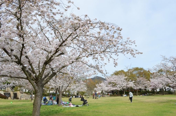 広い園内やわんぱく広場でおこさまが自由に楽しめる♪