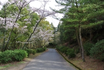 道に沿って並ぶ桜を楽しみながら頂上まで登っていくことが出来ます。