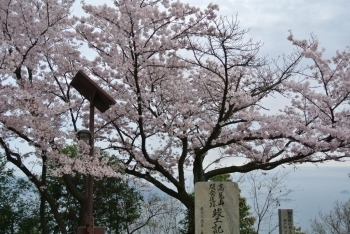 頂上ではしまなみ海道を一望できる景色と桜のコラボレーション♪