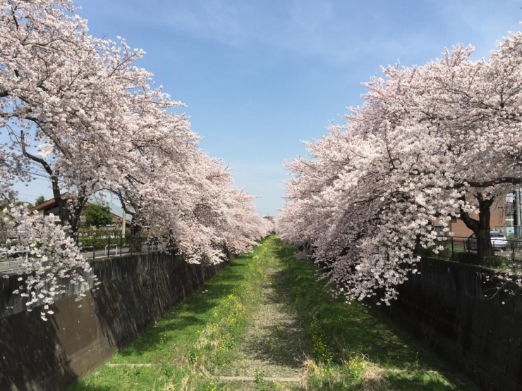 残堀川の上砂町周辺も桜並木がとっても綺麗です。川沿いを散策しながら春の訪れを楽しめます！