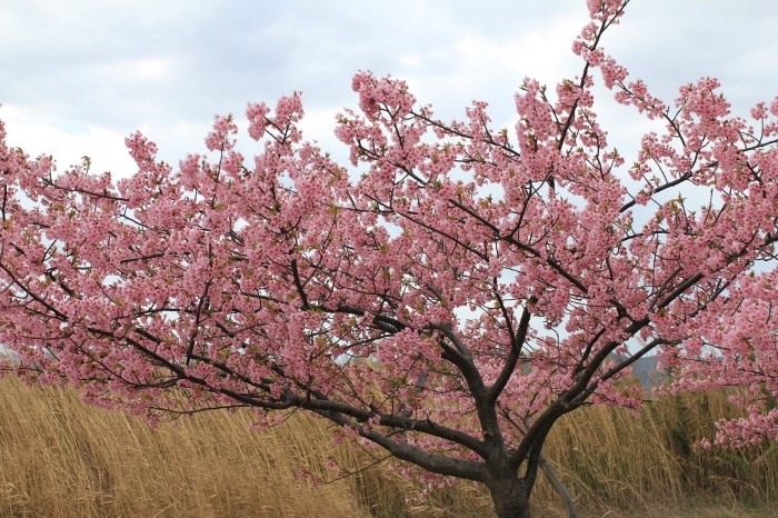 【八束千本桜緑地（記念碑付近）】