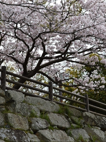 大きな桜の木が三原城の歴史を感じさせます。