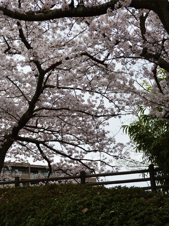 タイミングが合えば、桜とエヴァンゲリオン新幹線の写真も撮影できるかも!!