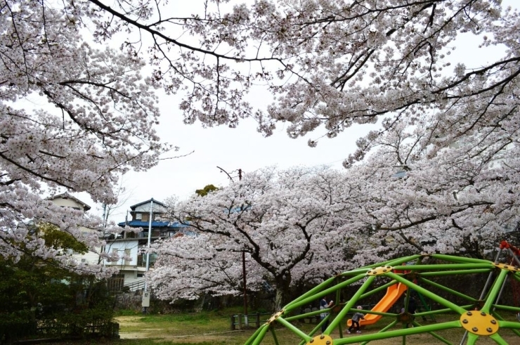 満開時には公園いっぱいに桜が咲き誇ります。