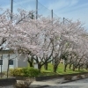 2016年　桜特集　長伏公園　【三島市】