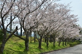 北側の桜並木
