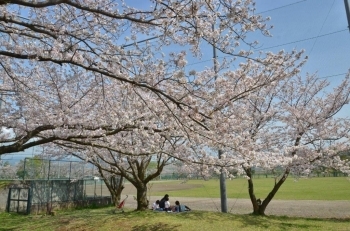 野球観戦をしながらお花見でしょうか