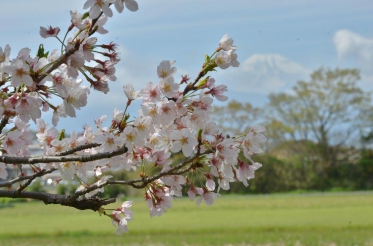 バックの富士山が見えますか？