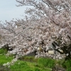2016年　桜特集　源兵衛川沿い　【三島市】