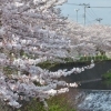 2016年　桜特集　桜堤　【駿東郡長泉町】