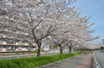 すごい桜並木です
