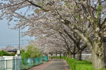 桜堤北公園の横も満開