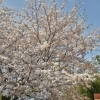 2016年　桜特集　上岩崎公園　【三島市】