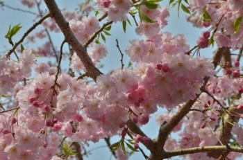 かわいい枝垂れ桜