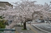 16年 桜特集 街で見かけた桜 ソメイヨシノなど 桜特集 三島市 田方郡函南町 駿東郡長泉町 清水町のお花見スポット 桜開花情報 まいぷれ 三島