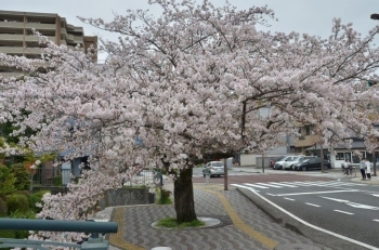 三島市役所前の桜の木