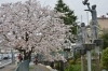 16年 桜特集 街で見かけた桜 ソメイヨシノなど 桜特集 三島市 田方郡函南町 駿東郡長泉町 清水町のお花見スポット 桜開花情報 まいぷれ 三島