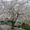 2016年　桜特集　街で見かけた桜（ソメイヨシノなど）