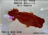 「当店で飼育の推しのらんちゅうを販売しています」