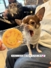 しえちゃんも食べたいね😉H「沢山のおやつありがとうございます💕素敵なお客様に感謝です🥰」