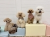 ハッピー☆もっちー☆Aきなこ☆はぴ☆るい「ましゅまろ幼稚園🐾新入園児さん」