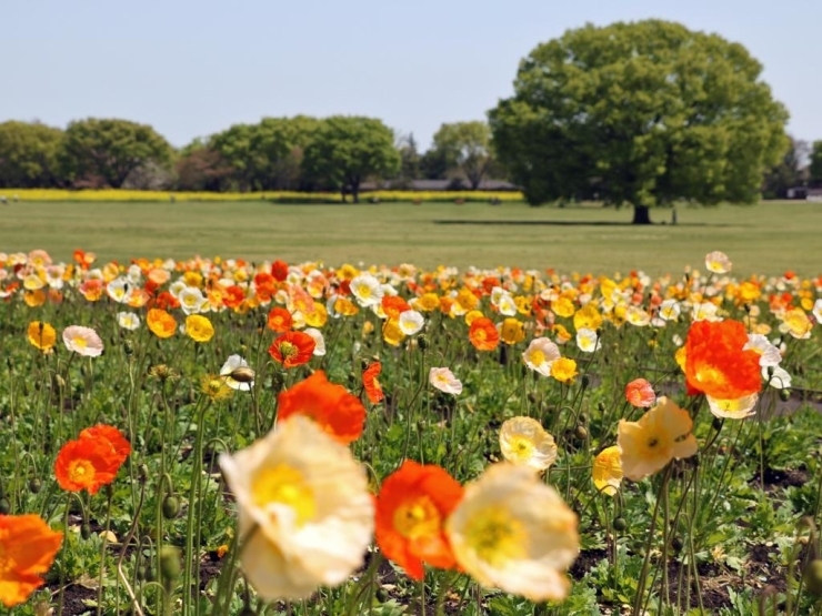 アイスランドポピー　30万本<br>【見頃】4月中旬～5月上旬　【場所】みんなの原っぱ西花畑